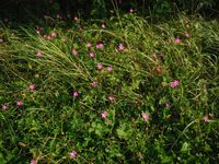 Косинский лесопарк