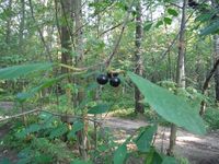 Косинский лесопарк