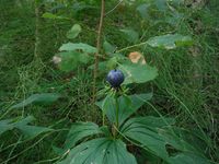 Косинский лесопарк