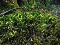 Косинский лесопарк