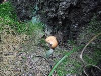 Косинский лесопарк