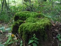 Косинский лесопарк