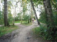 Косинский лесопарк