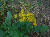 Косинский лесопарк