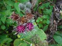 Косинский лесопарк