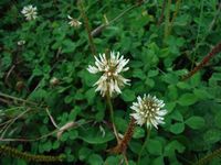 Косинский лесопарк