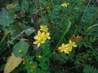 Косинский лесопарк