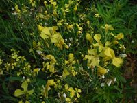 Косинский лесопарк