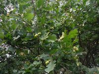 Косинский лесопарк