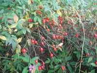 Косинский лесопарк