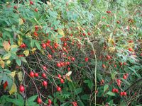 Косинский лесопарк