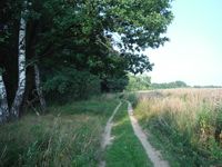 Косинский лесопарк