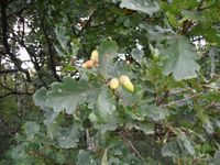 Косинский лесопарк