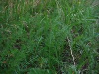 Косинский лесопарк