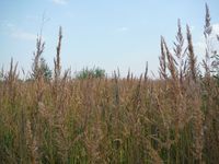 Косинский лесопарк