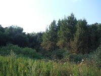 Косинский лесопарк