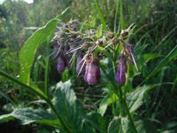 Косинский лесопарк