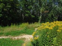 Кучинский лесопарк