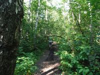 Кучинский лесопарк