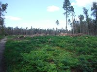 Кучинский лесопарк