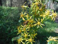 Кучинский лесопарк