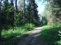 Кучинский лесопарк