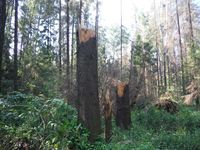 Кучинский лесопарк