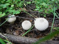 Кучинский лесопарк