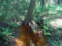 Кучинский лесопарк