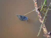 Кучинский лесопарк