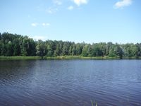 Кучинский лесопарк