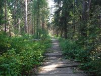 Кучинский лесопарк