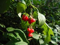 Кучинский лесопарк