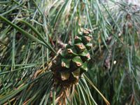 Кучинский лесопарк