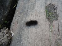 Кучинский лесопарк