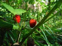 Кучинский лесопарк