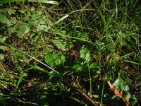 Кучинский лесопарк