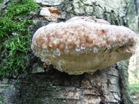 Кучинский лесопарк