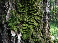 Кучинский лесопарк