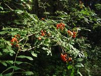 Кучинский лесопарк