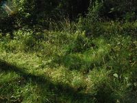 Кучинский лесопарк