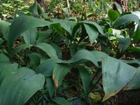 Кучинский лесопарк