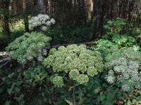 Кучинский лесопарк