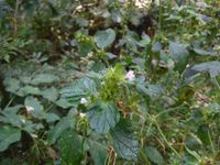 Кучинский лесопарк