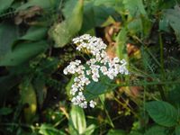 Кучинский лесопарк