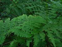 Кучинский лесопарк