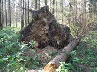 Кучинский лесопарк