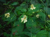 Кучинский лесопарк