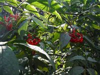 Кучинский лесопарк