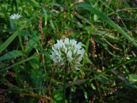 Кучинский лесопарк